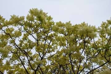 hand flowers summer sea water ocean palm palms sunshine sun park plants outdoor trees tree flower flowers cactus 