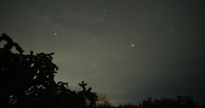 Cholla and The Milky Way Timelapse
