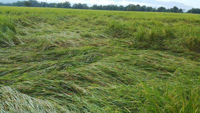 green field of wheat