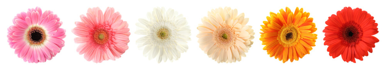 Set of beautiful gerbera flowers on white background. Banner design