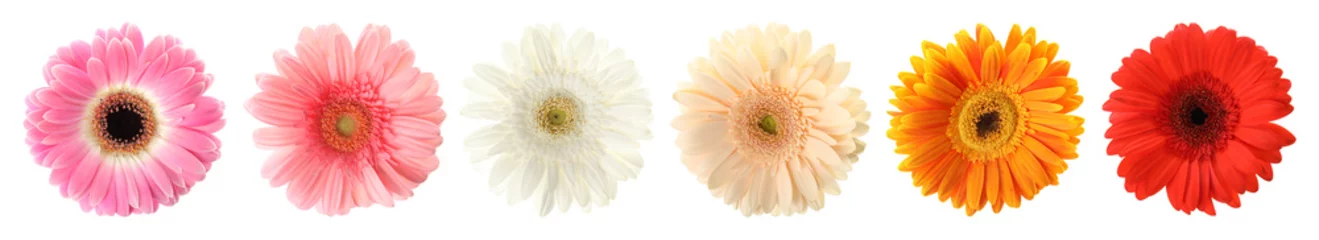 Tuinposter Set of beautiful gerbera flowers on white background. Banner design © New Africa