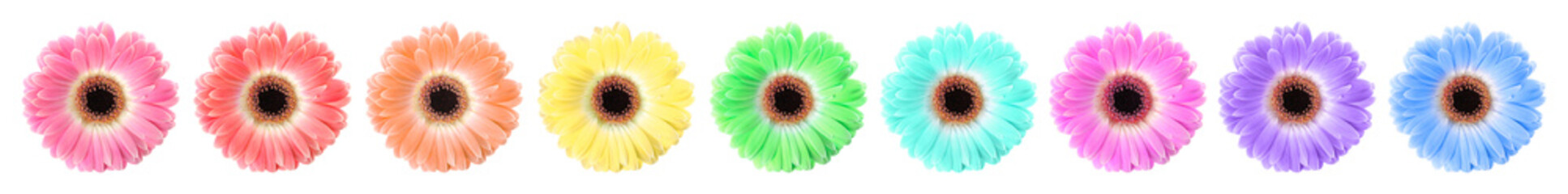 Set of beautiful gerbera flowers on white background. Banner design