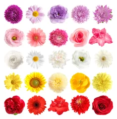Zelfklevend Fotobehang Set of different beautiful flowers on white background © New Africa