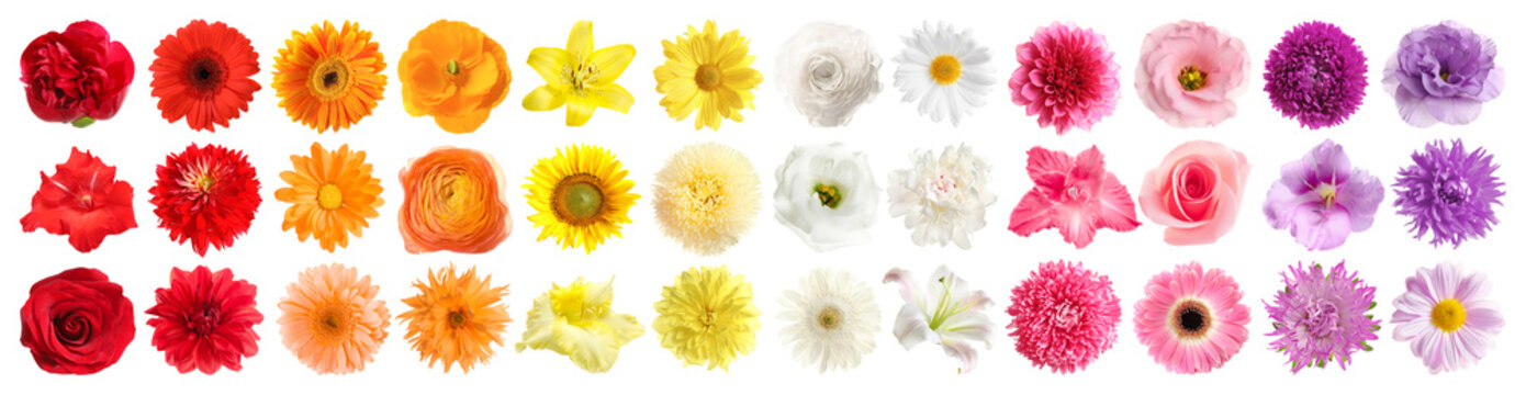 Naklejka Set różni piękni kwiaty na białym tle. Projekt banera