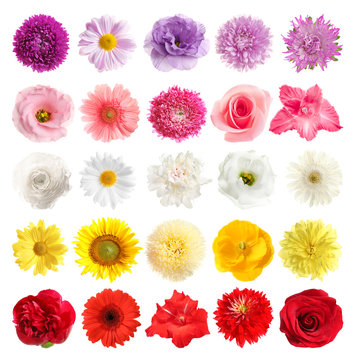 Fototapeta Set of different beautiful flowers on white background