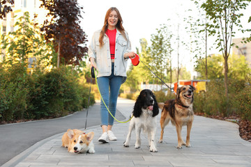 Young woman walking adorable dogs in park