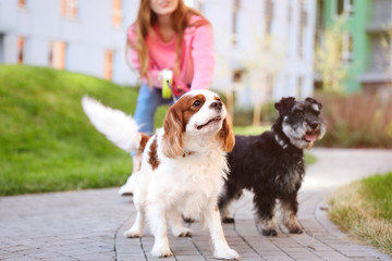 Woman walking Miniature Schnauzer and Cavalier King Charles Spaniel dogs in park