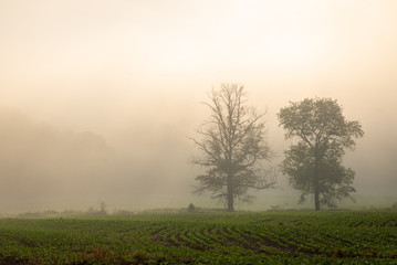 Foggy Dawn Soybean Field