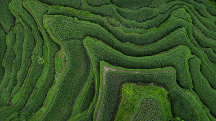 Aerial view of Tegallalang Bali rice terraces. Abstract geometric shapes of agricultural parcels in green color. Drone photo directly above field. - 282351791