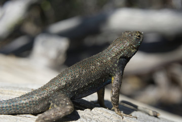 Lizard Close-up