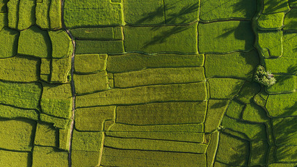 Abstract geometric shapes of agricultural parcels in green color..Bali rice fields. Aerial view shoot from drone directly above field. - 282351976