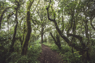 Path in mysterious forest with old huge trees covered with moss and lichen. Dark and foggy atmosphere