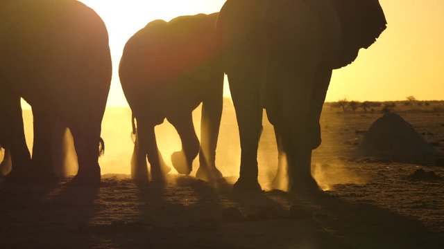Group of elephants move around randomly in beautiful sunset silhouette light