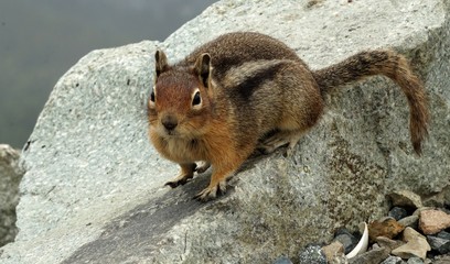 Anticipatory Chipmunk