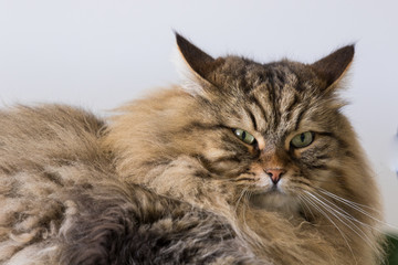 Fototapeta na wymiar Long haired cat of livestock in relax outdoor, siberian breed