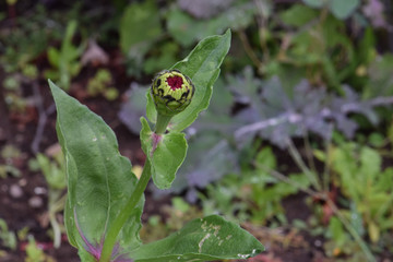 Zinnia Bud 02