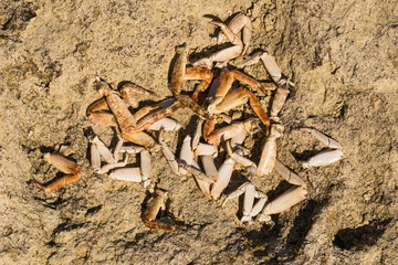 The remains of crabs on stones near the sea. Place of sea birds meal. The shells of arthropods. Leftovers after breakfast of gulls.	