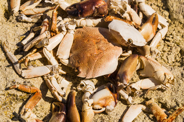 The remains of crabs on stones near the sea. Place of sea birds meal. The shells of arthropods. Leftovers after breakfast of gulls.	