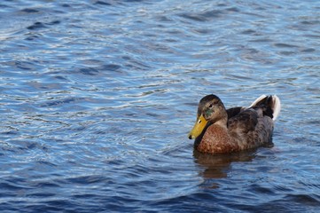 Subdued Duck