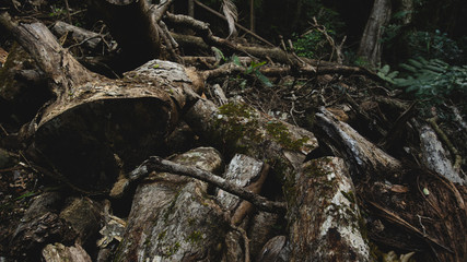destroyed forest disasters cut down frees cut down