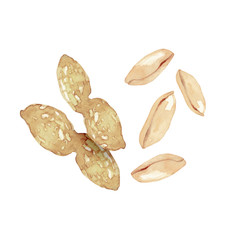 ピーナッツ　水彩 イラスト