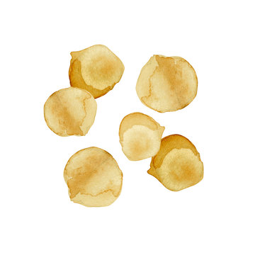 マカダミアナッツ 水彩 イラスト Stock Illustration Adobe Stock