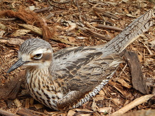 Small brown bird sitting on the ground