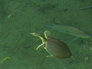 Green turtle swimming in a pond