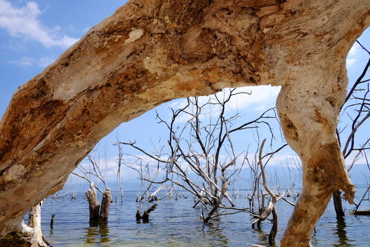 Dead trees in the Enriquillo lake. Dead forest in a water. Dead trees in a swamp. Dead trees in a water.