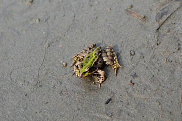 grenouille