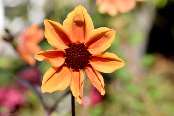 Yellow Dahlia Star 02