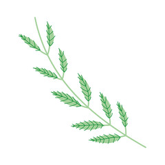 Fototapeta premium Isolated leaf design vector illustration