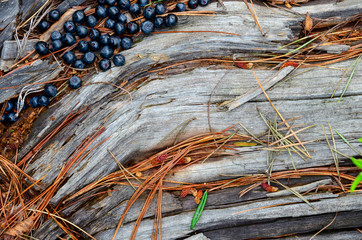 Freshly picked blueberries on a stump at the forest. fresh blueberries on rustic wooden surface.