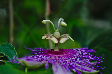 purple flower in bloom