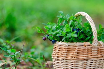 Blueberries and bilberry in basket in summer forest