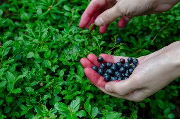 Woman holding in hands fresh blueberries on the bilberry bush background