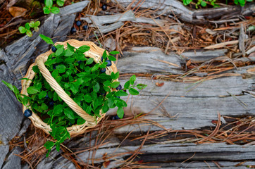 Blueberries and bilberry in basket in summer forest