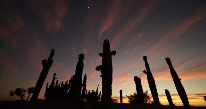 Saguaro Sunset Timelapse