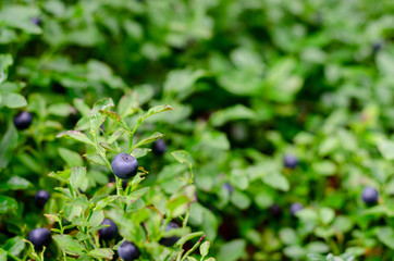 Bush of a ripe bilberry and blueberry in the summer closeup