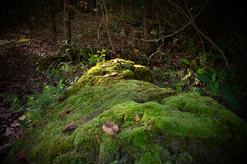 Moss covered mound in woods