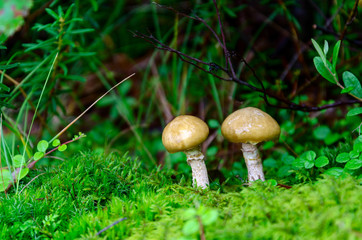 Mushrooms orange cap on the moss forest
