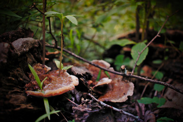 felled log with plants growing through mushrooms