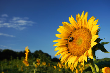 A bee pollinates a sunflower in summer at sunrise