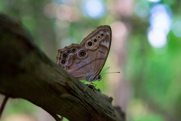 Northern pearly eyed  moth