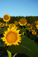 Vertical photo of a sunflower faces the rising sun in a field in summer under a blue sky