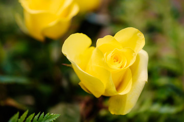 Close up of beautiful yellow rose flower