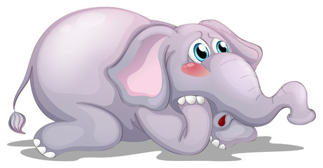 Sad elephant on white background