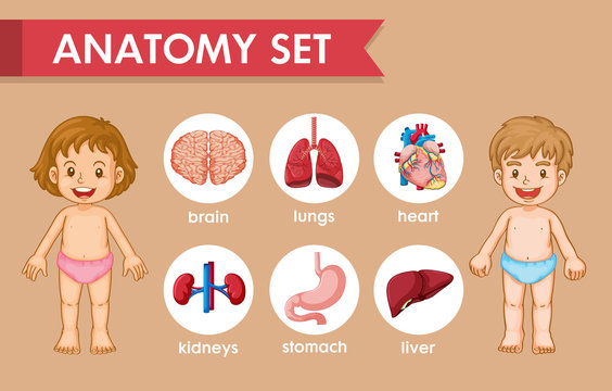 Scientific medical illustration of kids human anatomy