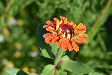 Zinna Teen Flower