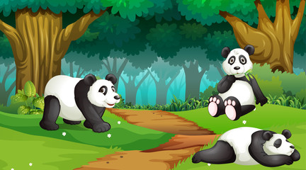 Pandas in wood scene